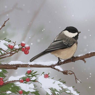 Black-capped Chickadee illustration